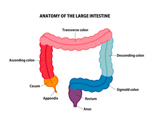 Large intestine anatomy vector illustration