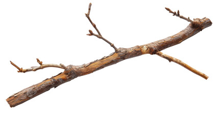 wooden stick branche isolate on transparency background