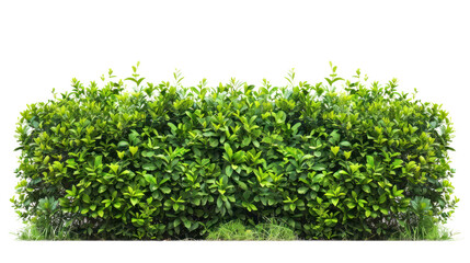 Green bush hedge isolate on transparency background