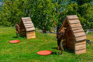 Falconry exhibition at Trencin castle in Slovakia © dudlajzov