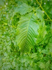 leaf, plant, nature, leaves, tree, garden, foliage, mint, spring, herb, fresh, summer, growth, branch, isolated, macro, nettle, closeup, green, plants, chestnut, bush, grow, natural, forest