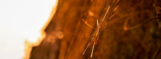 Banner Spider web poisonous animal beauty in nature on sunset with copy space. Panorama Black...