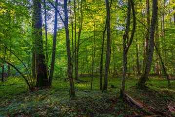 Naklejka premium Part of Bialowieza national park with the highest level of restr