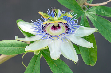 Blue Passionflower (Passiflora caerulea)