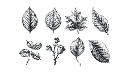 Collection of Hand Drawn Botanical Elements on Transparent Background. Vector hand drawn illustration