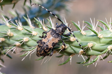 Black/beige-gray Cactus Longhorn Beetle (Coenopoeus palmeri)