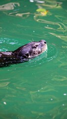 Naklejka premium Close-up of a swimming otter