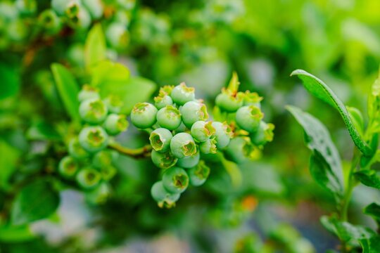 Fototapeta A close-up of unripe blueberries on the bush, their green colors signaling the sweetness to come. Great for themes of healthy eating, gardening, or summer s bounty.