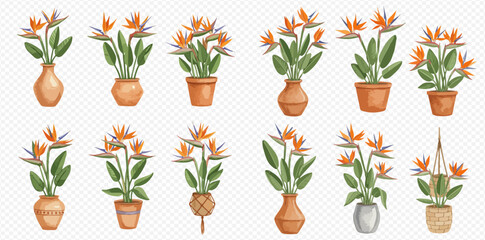 A collection of illustrated bird of paradise flowers in various decorative terracotta pots, vases, and hanging planters.