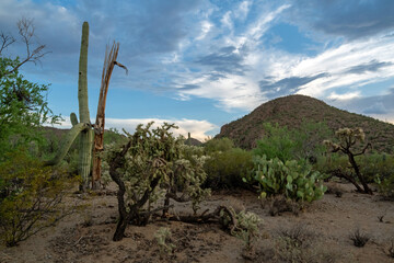 Life and death in the sonoran desert