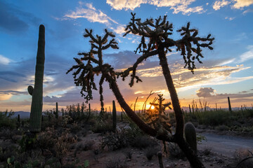 Chain Fruit Cholla (Cylindropuntia fulgida) along a dirt road at sunset