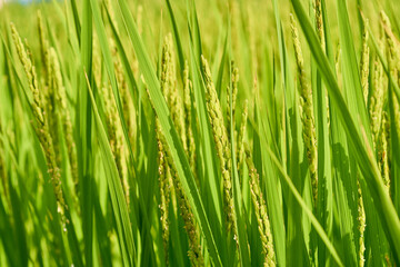 稲穂に花が咲く頃の田んぼの風景。8月下旬の水田