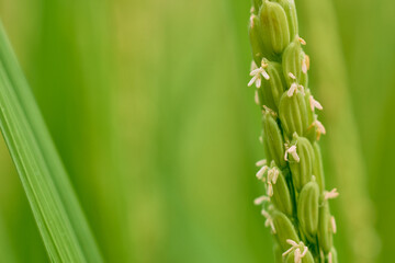 稲穂に花が咲く頃の田んぼの風景。8月下旬の水田
