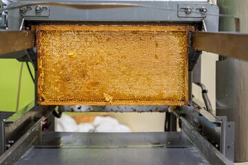 Golden honeycomb frame filled with honey in an extractor, representing beekeeping and natural sweetness. Ideal for food industry, apiculture concepts, and healthy eating.