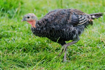 A young turkey forages for food in a lush meadow. Its dark feathers and delicate features highlight rural life and natural exploration, ideal for articles on wildlife or sustainable living.