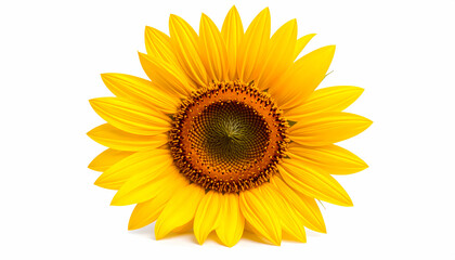 Cheerful yellow sunflower head with bright petals. single beautiful flower isolated on white background, symbol of nature and summer