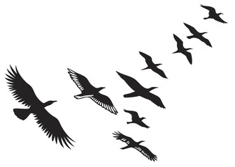 Flock of birds flying in formation isolated on transparent background in silhouette style