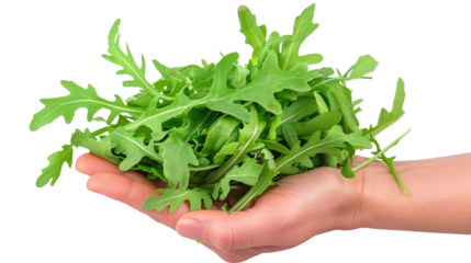 Hand holding Arugula Lettuce isolate on transparency background