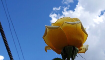 Close-up of a yellow rose against a partly cloudy sky