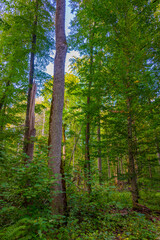 Part of Bialowieza national park with the highest level of restr
