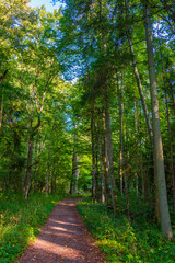 Obraz premium Part of Bialowieza national park with the highest level of restr