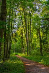 Part of Bialowieza national park with the highest level of restr