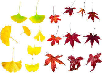 Obraz premium 切り抜き透過素材セットー秋の紅葉1