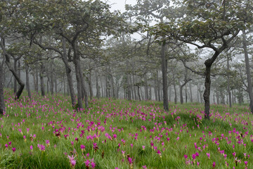 Obraz premium thai tulip flower, beautiful, bright, close-up