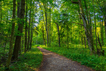 Part of Bialowieza national park with the highest level of restr