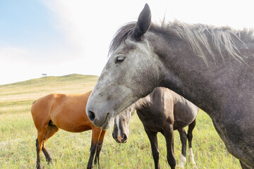 wild pied horse with annoying flies in the eyes