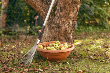 Freshly harvested apples in a garden basket with rake under the tree in autumn