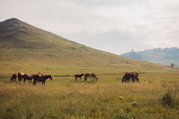 Herd of horses, stallions, mares, foals in the meadow