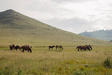Herd of horses, stallions, mares, foals in the meadow