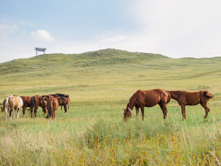 Obraz premium Herd of horses, stallions, mares, foals in the meadow