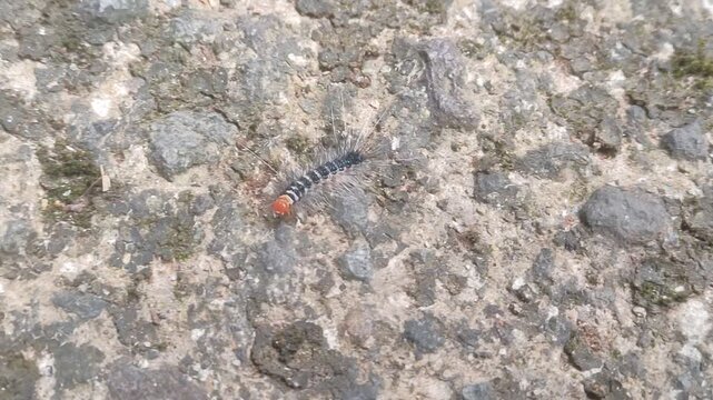 Textured brown catterpillar on a granite rock wall with an abstract natural pattern 