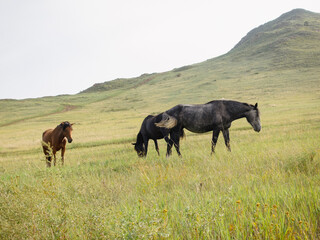Herd of horses, stallions, mares, foals in the meadow