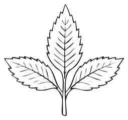 Detailed Line Art of Three Leaves with Serrated Edges Pointing Upward