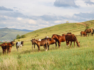 Herd of horses, stallions, mares, foals in the meadow