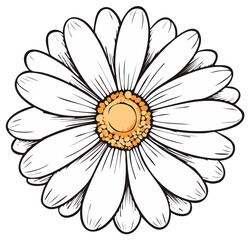 Daisy Flower with Outline Petals and Yellow Center Vector Graphic