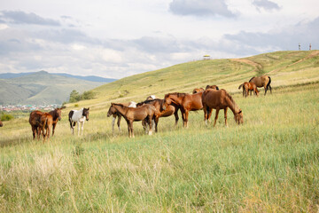 Fototapeta premium Herd of horses, stallions, mares, foals in the meadow