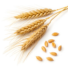 Close-up of einkorn wheat grains isolated on a white background, highlighting their elongated shape,