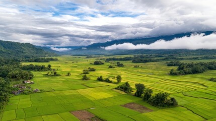 Fototapeta premium Aerial view of lush green rice fields surrounded by mountains and clouds in a serene landscape