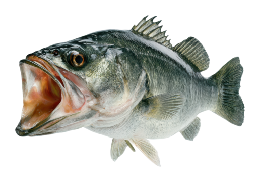Fishing competition big mouth bass lake wildlife isolated on transparent background