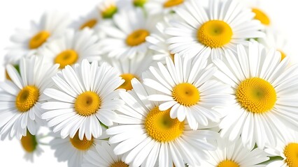 Fototapeta premium A delicate arrangement of fresh daisies bathed in sunlight, evoking purity and natural beauty.