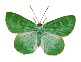 Green butterfly in flight nature isolated on transparent background