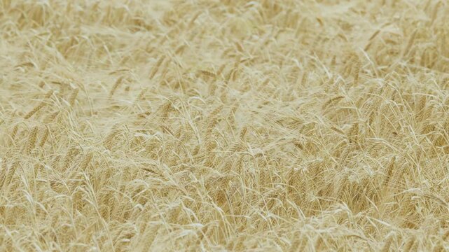 Wind Blowing Through Golden Barley Field Close-Up