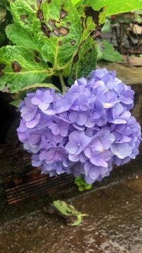 Image of hydrangeas with light purple petals.