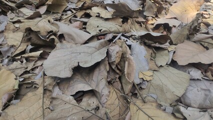 Close-up of dry fallen leaves on the ground. Perfect for autumn, nature, environment, texture, and ecology themes. Ideal for backgrounds, websites, blogs, presentations, educational projects,