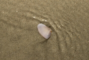 A pale lavender Coquina clam (Donax variabilis) in the sand on a South Carolina beach as water from a receding wave ripples over it. 