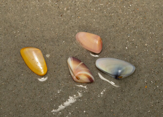 Four small coquina (Donax variabilis) clams on the sand, representing a few of the many different colors and patterns found in this species. 